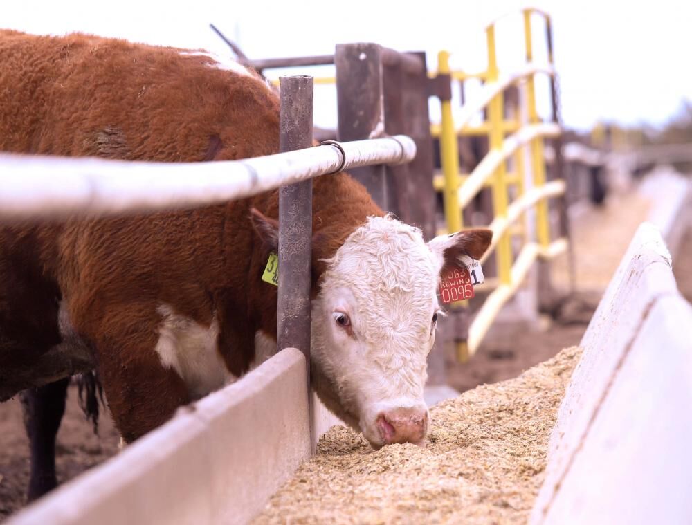 BN Hereford Feedout Steer